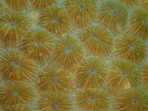 Honeycomb Corals - Diploastrea heliopora  Corals,Diploastrea heliopora,Honeycomb Coral,Indonesia,Komodo,Stony Corals