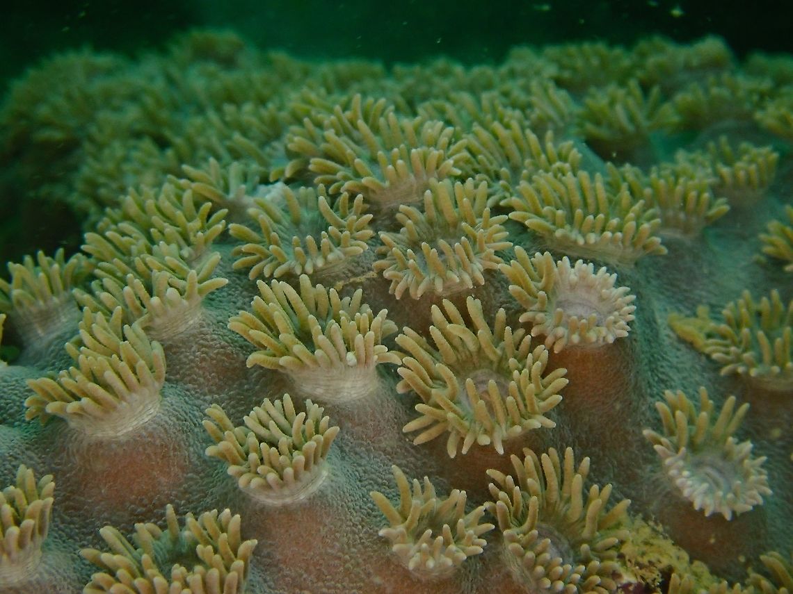 Disc Corals - Turbinaria peltata (Updated ID Duncanopsammia peltata) This Turbinaria peltata (updated ID Duncanopsammia peltata) Corals are listed as Vulnerable in the IUCN Red List.<br />
<br />
They are Stony/Hard Corals, what is seen in the picture is the polyp opening up to feeds, in the middle of the tentacles is the mouth part. Corals,Disc Corals,Duncanopsammia peltata,Hard Corals,Indonesia,Komodo,Stony Corals,Turbinaria peltata
