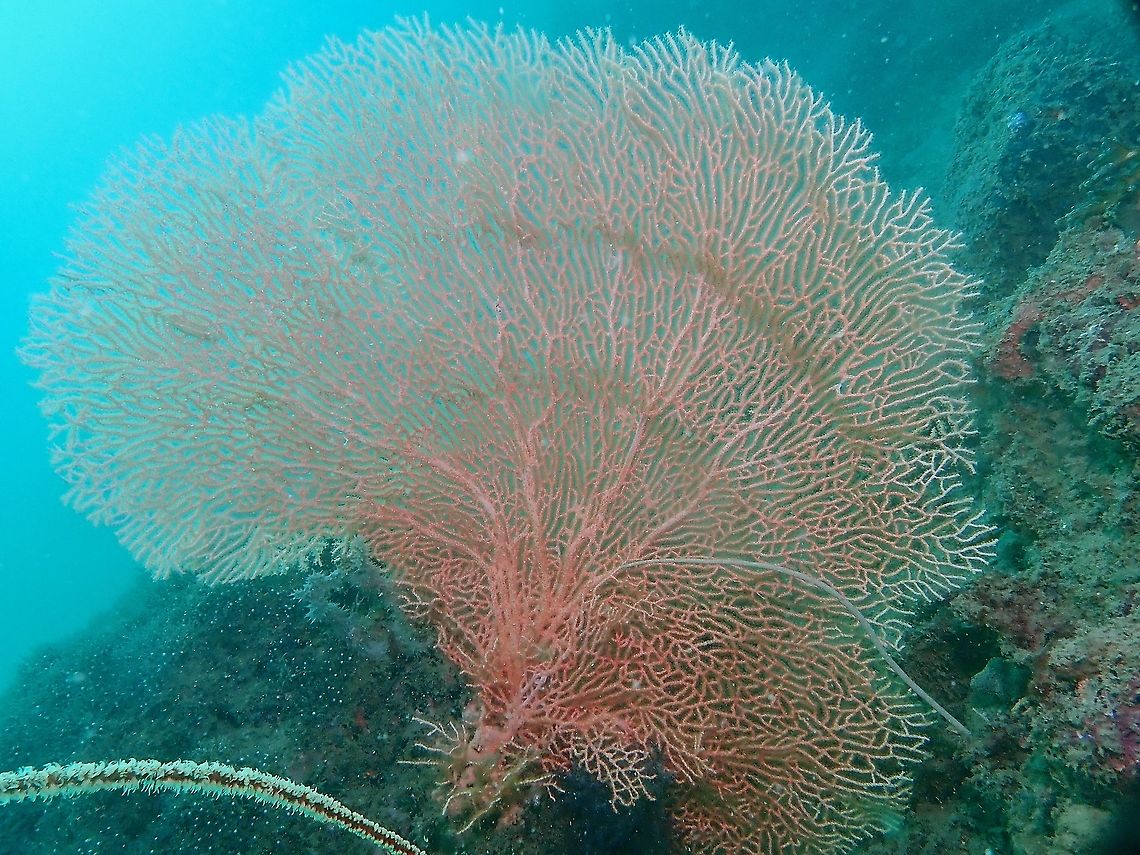 Giant Sea Fan - Annella mollis  Annella mollis,Corals,Giant Sea Fan,Indonesia,Komodo,Sea Fan