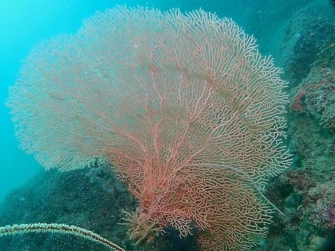 Giant Sea Fan - Annella mollis  Annella mollis,Corals,Giant Sea Fan,Indonesia,Komodo,Sea Fan