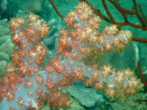 Soft Coral - Dendronephthya sp.  Corals,Dendronephthya,Dendronephthya sp,Indonesia,Komodo,Soft Corals