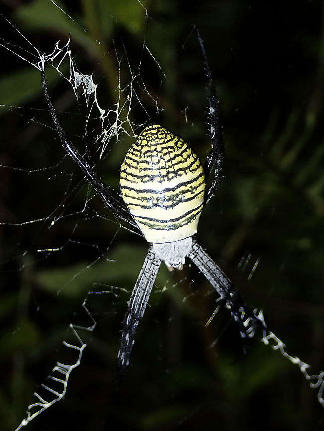 Oval Saint Andrew's Cross Spider - Argiope aemula  Argiope aemula,Luzon,Oval Saint Andrew's Cross Spider,Philippines,Saint Andrew's Cross Spider,Spider