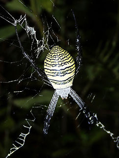 Oval Saint Andrew's Cross Spider - Argiope aemula  Argiope aemula,Luzon,Oval Saint Andrew's Cross Spider,Philippines,Saint Andrew's Cross Spider,Spider