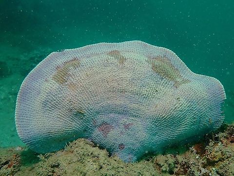 Elephant Ear Sponge Elephant Ear Sponge,Ianthella basta,Indonesia,Komodo