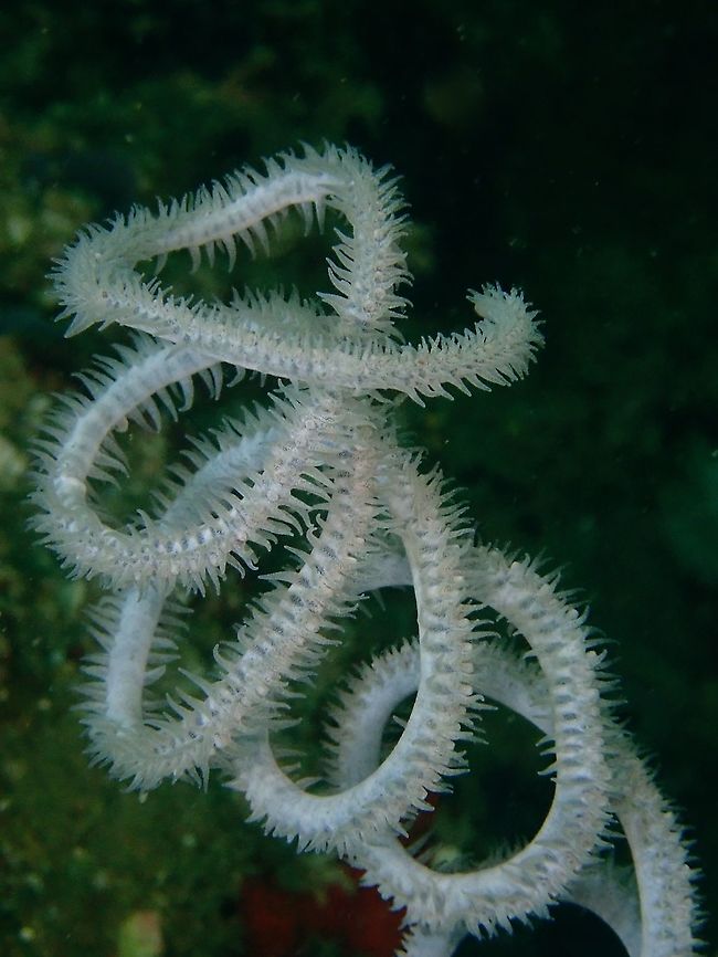Black Corals - Stichopathes sp.  Black Coral,Corals,Indonesia,Komodo,Stichopathes,Stichopathes sp.