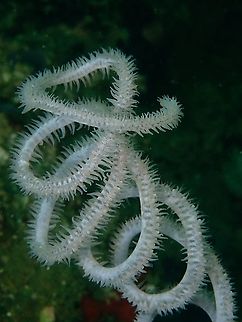 Black Corals - Stichopathes sp.  Black Coral,Corals,Indonesia,Komodo,Stichopathes,Stichopathes sp.