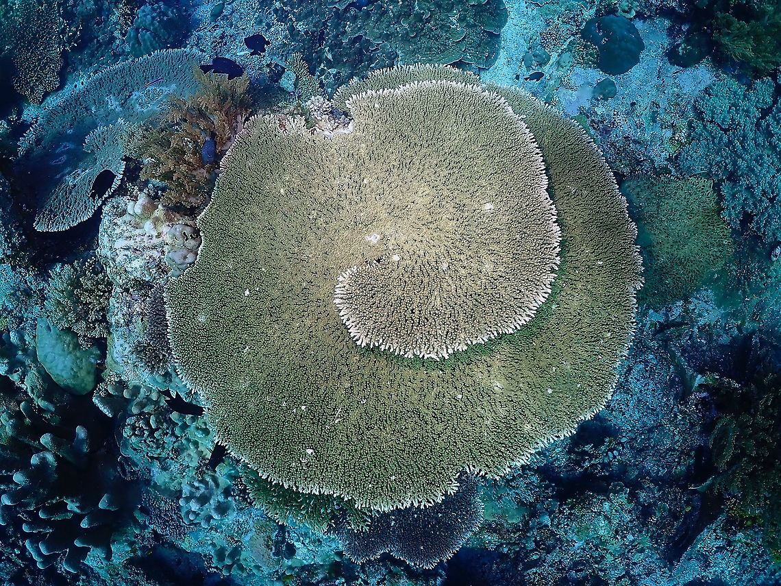 Table Corals - Acropora hyacinthus  Acropora hyacinthus,Corals,Hard Corals,Indonesia,Komodo,Stony Corals,Table Coral