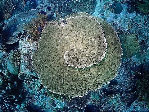 Table Corals - Acropora hyacinthus  Acropora hyacinthus,Corals,Hard Corals,Indonesia,Komodo,Stony Corals,Table Coral