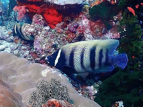 Sixbar Angelfish - Pomacanthus sexstriatus  Angelfish,Fish,Indonesia,Komodo,Pomacanthus sexstriatus,Sixbar Angelfish