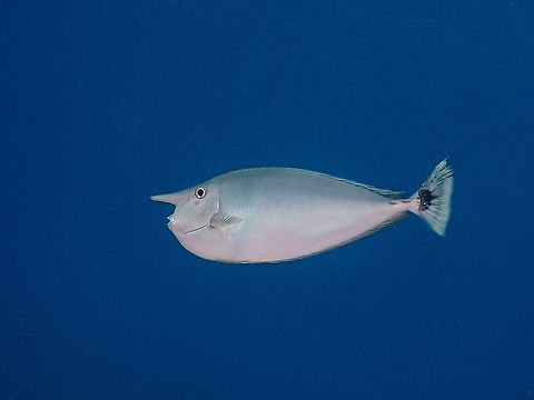 Whitemargin Unicornfish - Naso annulatus  Fish,Indonesia,Komodo,Naso annulatus,Unicornfish,Whitemargin Unicornfish