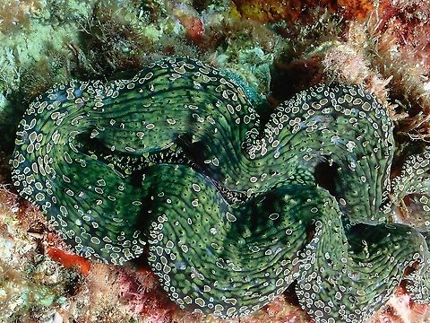Noah's Giant Clam - Tridacna noae  Clam,Giant Clam,Indonesia,Komodo,Noah's Giant Clam,Tridacna noae