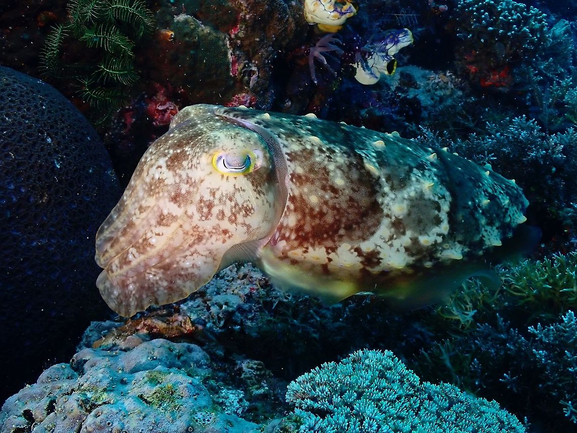 Broadclub Cuttelfish - Sepia latimanus  Broadclub Cuttlefish,Cuttlefish,Indonesia,Komodo,Sepia,Sepia latimanus