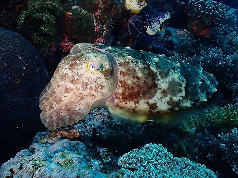 Broadclub Cuttelfish - Sepia latimanus  Broadclub Cuttlefish,Cuttlefish,Indonesia,Komodo,Sepia,Sepia latimanus