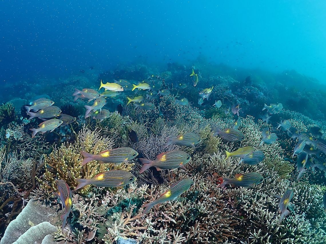 Striped Large-Eye Bream - Gnathodentex aureolineatus  Bream,Fish,Gnathodentex aureolineatus,Goldspot Seabream,Indonesia,Komodo,Striped Large-Eye Bream
