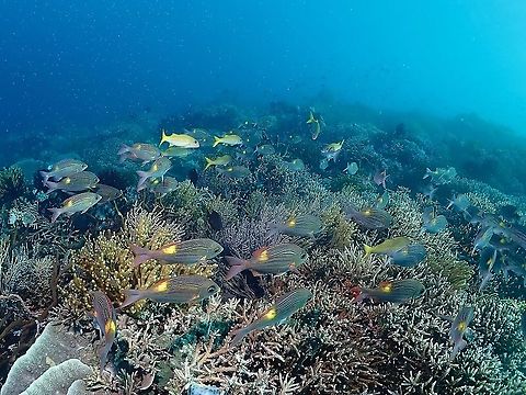 Striped Large-Eye Bream - Gnathodentex aureolineatus  Bream,Fish,Gnathodentex aureolineatus,Goldspot Seabream,Indonesia,Komodo,Striped Large-Eye Bream