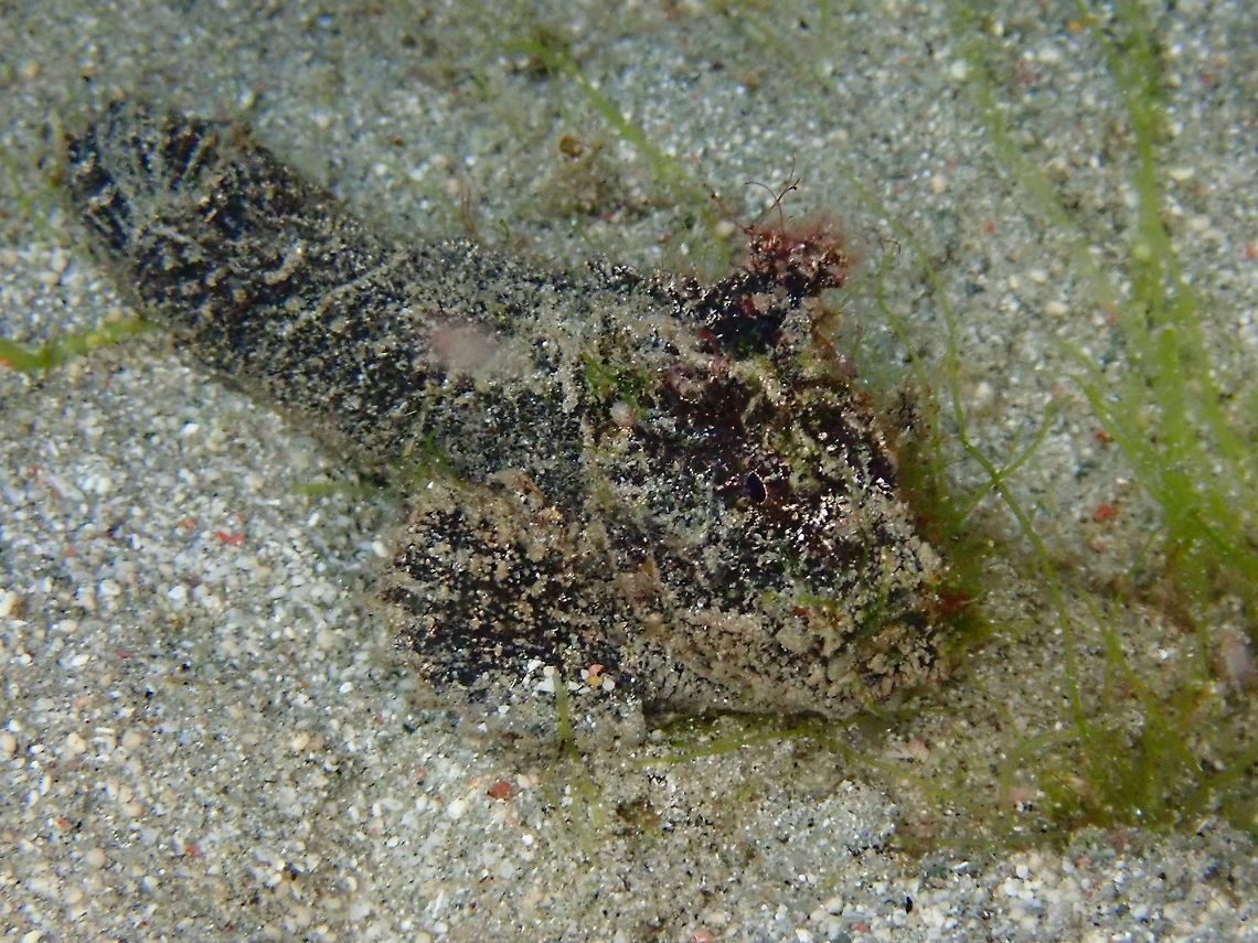 The Phantom This is the more common form of Paraploactis kagoshimensis, probably called Phantom for their look. Fish,Indonesia,Komodo,Paraploactis kagoshimensis,Phantom Velvet Fish,Velvet Fish