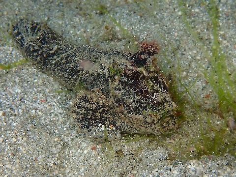 The Phantom This is the more common form of Paraploactis kagoshimensis, probably called Phantom for their look. Fish,Indonesia,Komodo,Paraploactis kagoshimensis,Phantom Velvet Fish,Velvet Fish