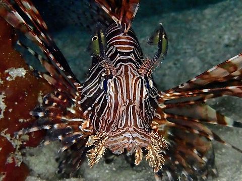 Common Lionfish - Pterois volitans  Fish,Indonesia,Komodo,Lionfish,Pterois volitans,Red Lionfish