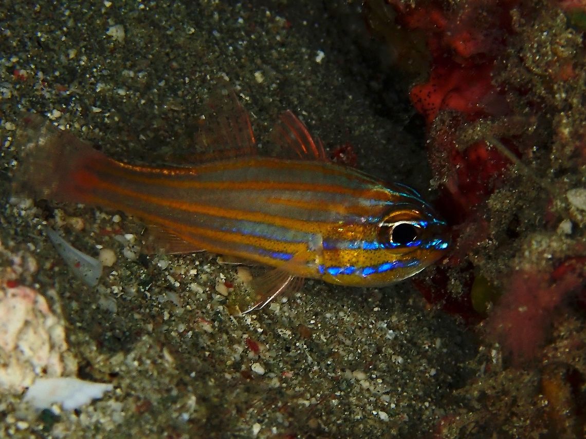 Wassinki Cardinalfish - Ostorhinchus wassinki  Cardinalfish,Fish,Indonesia,Komodo,Kupang cardinalfish,Ostorhinchus wassinki