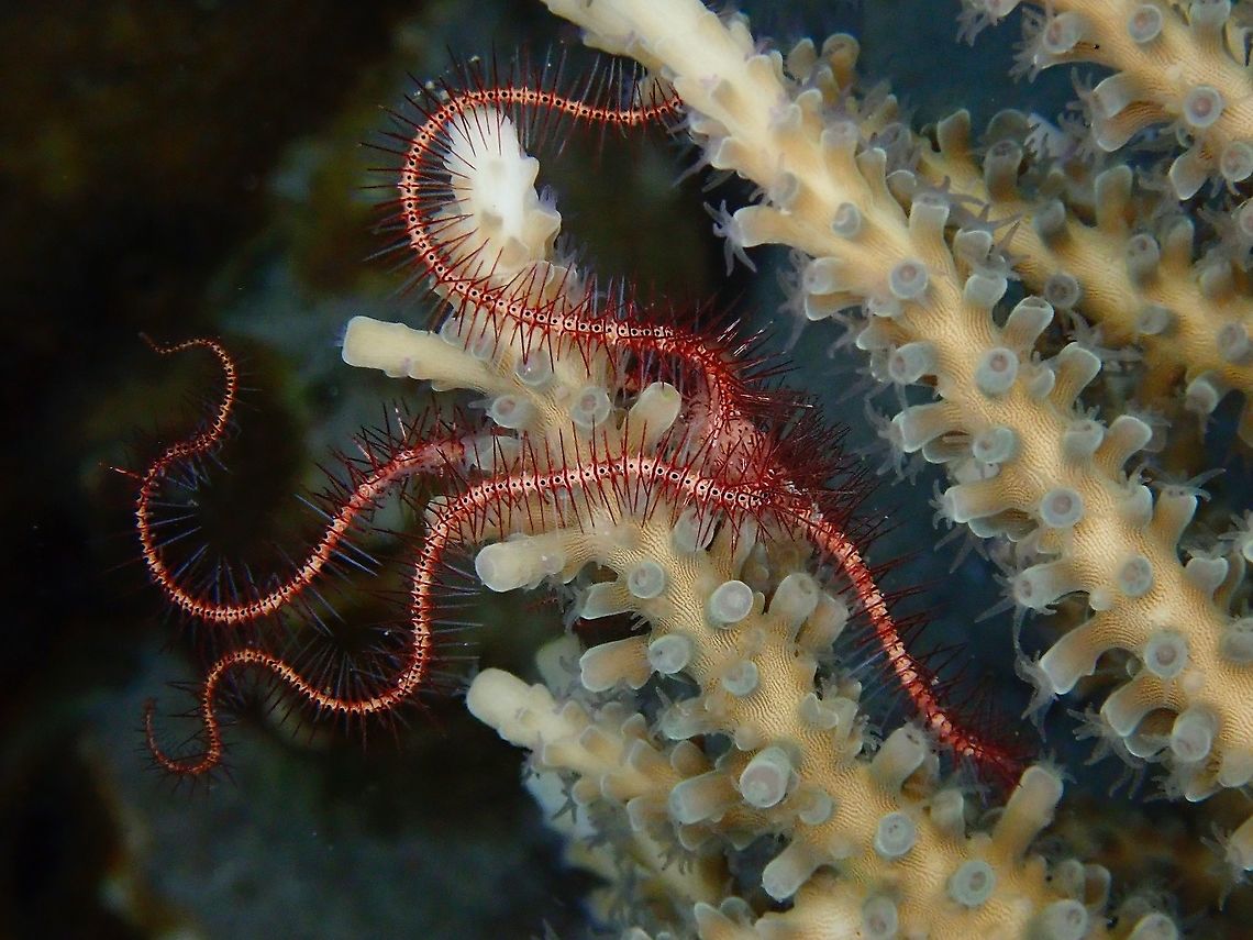 Dark Red-Spined Brittle Star  Brittle Star,Dark Red-Spined Brittle Star,Indonesia,Komodo,Ophiothrix purpurea,Sea Star