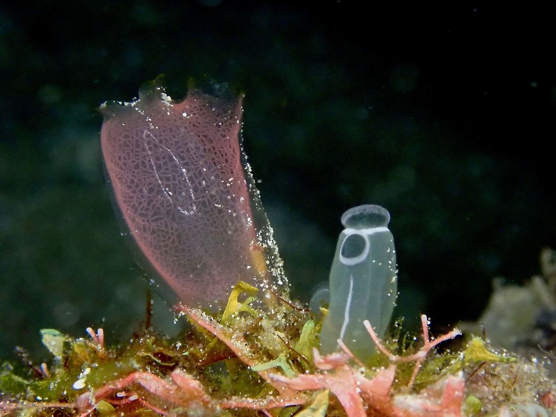 Blue Club Tunicate - Rhopalaea crassa Although the common name is Blue Club Tunicate, they can change colours to Pink. Blue Club Tunicate,Indonesia,Komodo,Rhopalaea crassa,Tunicate