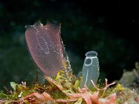 Blue Club Tunicate - Rhopalaea crassa Although the common name is Blue Club Tunicate, they can change colours to Pink. Blue Club Tunicate,Indonesia,Komodo,Rhopalaea crassa,Tunicate