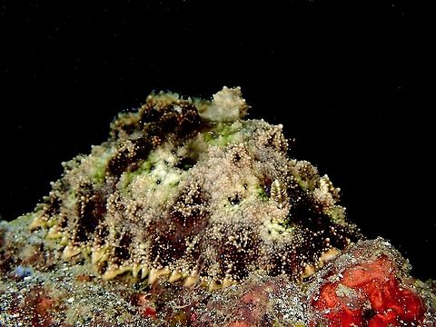 Nudibranch - Miamira miamirana This large size Nudibranch of around 18 cm can be very difficult to see/find as their colouration and features makes them camouflage very well with their surrounding. Indonesia,Komodo,Miamira miamirana,Nudibranch