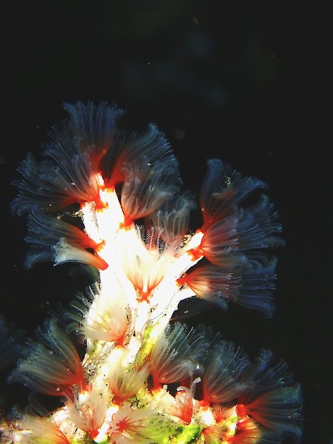 Filigree Worm - Filograna implexa  Filigree Worm,Filograna implexa,Indonesia,Komodo,Tube Worm