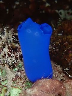 Blue Sea Squirt - Rhopalaea fusca  Blue Sea Squirt,Indonesia,Komodo,Rhopalaea fusca,Tunicate