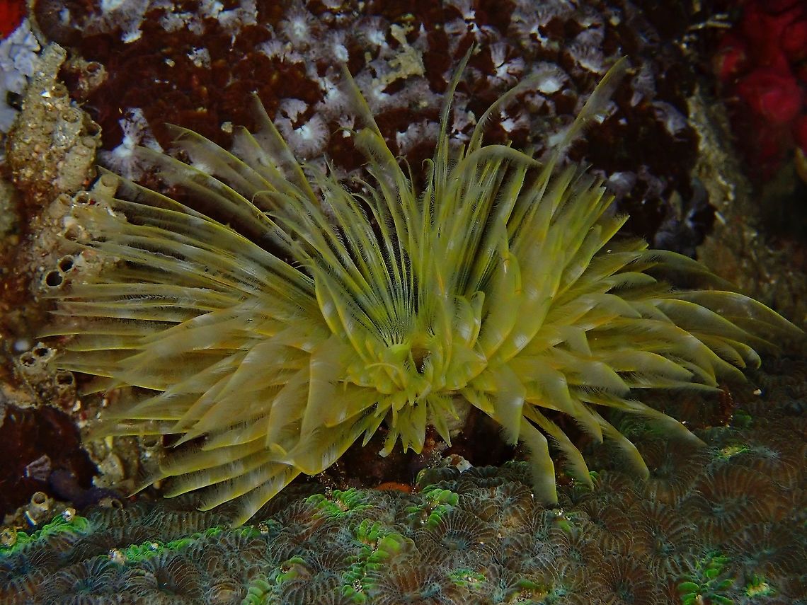 Feather Duster Worm -  Sabellastarte sp  Feather Duster Worm,Indonesia,Komodo,Sabellastarte,Sabellastarte sp,Worm