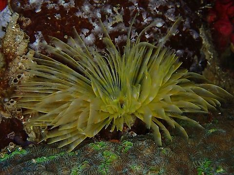 Feather Duster Worm -  Sabellastarte sp  Feather Duster Worm,Indonesia,Komodo,Sabellastarte,Sabellastarte sp,Worm
