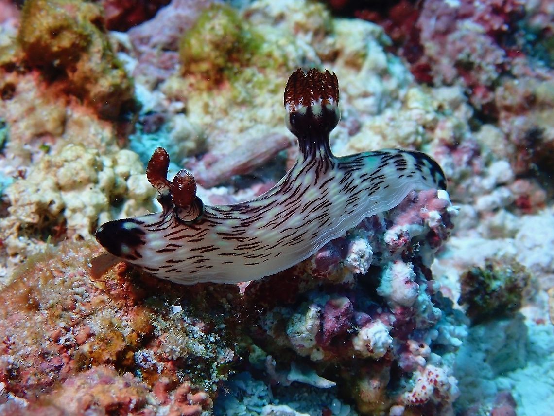 Red-LIned Jorunna - Jorunna rubescens  Indonesia,Jorunna rubescens,Komodo,Nudibranch,Red-Lined Jorunna