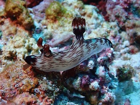 Red-LIned Jorunna - Jorunna rubescens  Indonesia,Jorunna rubescens,Komodo,Nudibranch,Red-Lined Jorunna