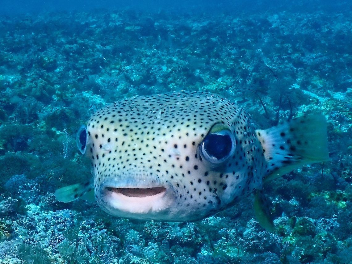 Spotted Porcupinefish - Diodon hystrix  Diodon hystrix,Fish,Indonesia,Komodo,Porcupinefish,Spotted porcupinefish