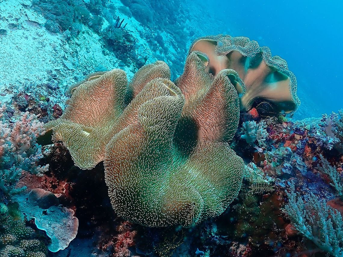 Toadstool Leather Corals - Sarcophyton sp.  Corals,Indonesia,Komodo,Leather Corals,Sarcophyton,Sarcophyton sp,Toadstool Leather Corals