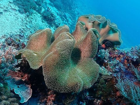 Toadstool Leather Corals - Sarcophyton sp.  Corals,Indonesia,Komodo,Leather Corals,Sarcophyton,Sarcophyton sp,Toadstool Leather Corals