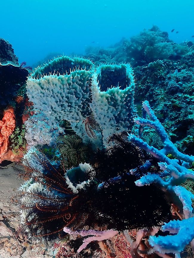 Tube Sponge - Callyspongia aerizusa  Callyspongia aerizusa,Corals,Demosponge,Indonesia,Komodo,Tube Sponge
