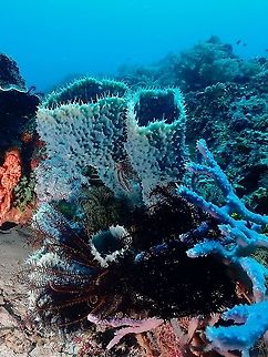 Tube Sponge - Callyspongia aerizusa  Callyspongia aerizusa,Corals,Demosponge,Indonesia,Komodo,Tube Sponge