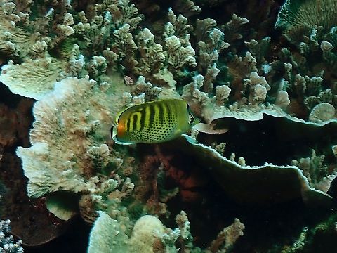 Spot-Banded Butterflyfish - Chaetodon punctatofasciatus  Butterflyfish,Chaetodon punctatofasciatus,Fish,Indonesia,Komodo,Spot-banded Butterflyfish