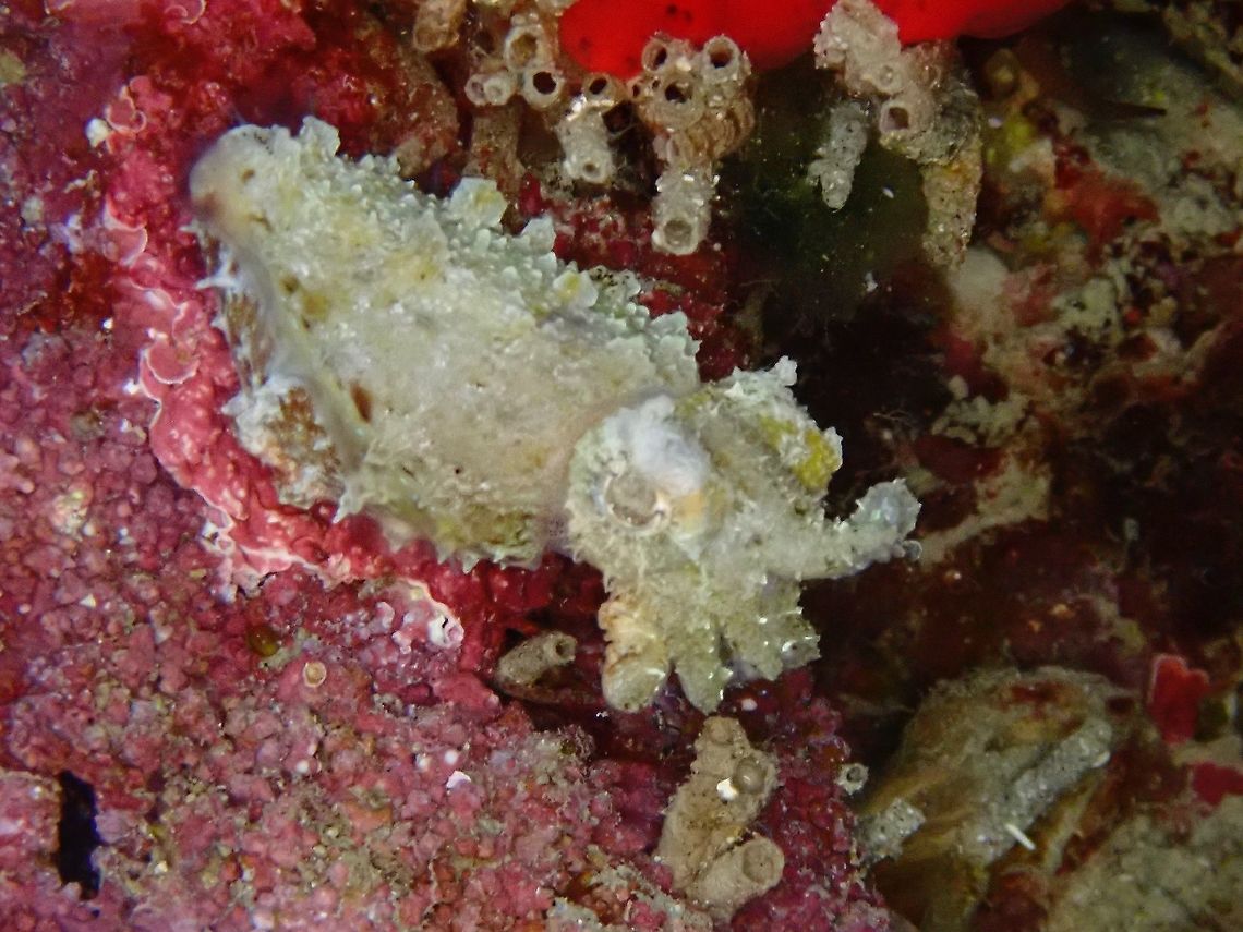 Stumpy-Spined Cuttlefish - Sepia bandensis  Cuttlefish,Dwarf Cuttlefish,Indonesia,Komodo,Sepia,Sepia bandensis,Stumpy-Spined Cuttlefish