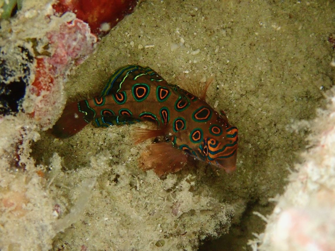 Picturesque Dragonet - Synchiropus picturatus Light brown to greenish covered with large dark spots ringed with orange and green, blue-green band markings around eye.<br />
<br />
Simiar to the more famous Mandarinfish - Synchiropus splendidus of the group of fish called Dragonets, the males will search for females during sunset to mate.  Usually, they are found in groups among coral rubbles. Dragonet,Fish,Indonesia,Komodo,Picturesque dragonet,Synchiropus picturatus