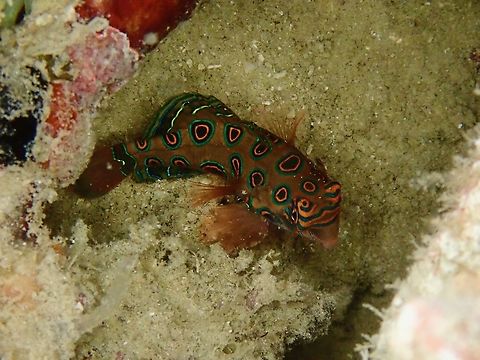 Picturesque Dragonet - Synchiropus picturatus Light brown to greenish covered with large dark spots ringed with orange and green, blue-green band markings around eye.

Simiar to the more famous Mandarinfish - Synchiropus splendidus of the group of fish called Dragonets, the males will search for females during sunset to mate.  Usually, they are found in groups among coral rubbles. Dragonet,Fish,Indonesia,Komodo,Picturesque dragonet,Synchiropus picturatus