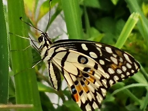 Papilio demoleus  Papilio demoleus