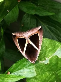 Triangular-Striped Moth - Chalciope mygdon  Chalciope mygdon,Malaysia,Moth,Penang,Triangular-striped Moth