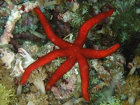 Luzon Sea Star - Echinaster luzonicus  Echinaster luzonicus,Indonesia,Komodo,Luzon Sea Star,Sea Star,Starfish