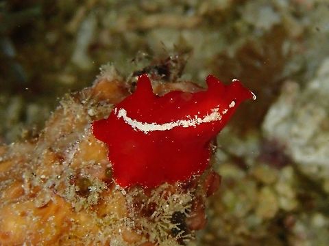 Flatworm - Pseudoceros cruentus  Flatworm,Indonesia,Komodo,Pseudoceros cruentus