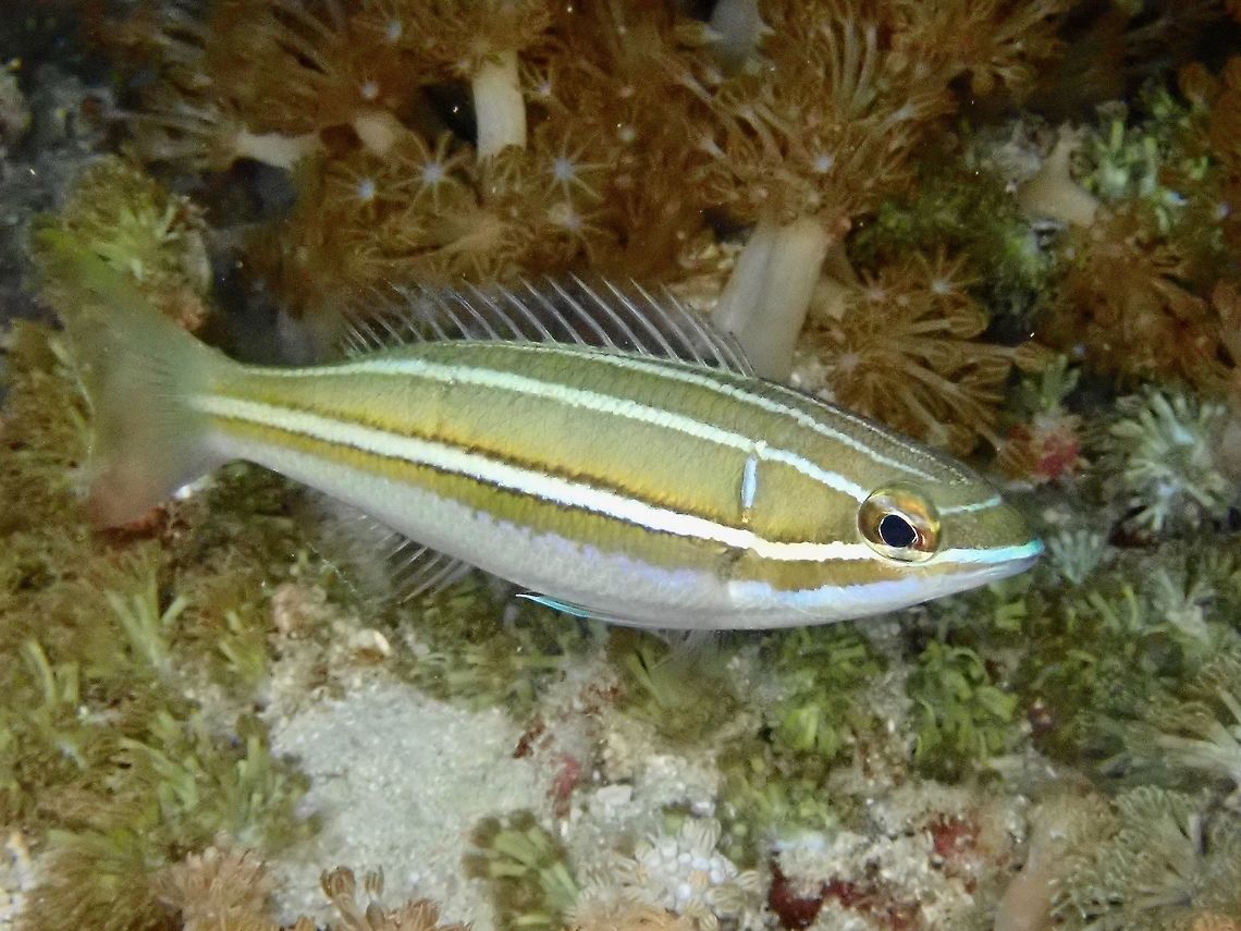 White-shouldered Whiptail - Pentapodus bifasciatus Brown to dark gray on upper sides with 3 white stripes; white marking on upper rear edge of gill cover; slender with pointed snout. Bream,Coral Bream,Fish,Indonesia,Komodo,Pentapodus bifasciatus,White-Shouldered Whiptail