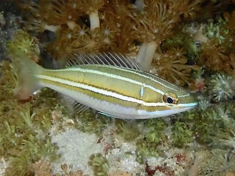White-shouldered Whiptail - Pentapodus bifasciatus Brown to dark gray on upper sides with 3 white stripes; white marking on upper rear edge of gill cover; slender with pointed snout. Bream,Coral Bream,Fish,Indonesia,Komodo,Pentapodus bifasciatus,White-Shouldered Whiptail