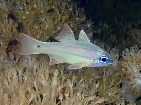 Spotted-Gill Cardinalfish - Ostorhinchus chrysopomus Pale yellow; pair of brown stripes on upper side, small dark spot on mid-tail base, yellow spots on lower gill cover. Cardinalfish,Fish,Indonesia,Komodo,Ostorhinchus chrysopomus,Spotted-Gill Cardinalfish