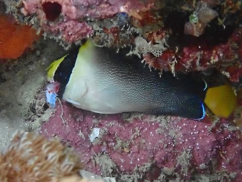 Vermiculate Angelfish - Chaetodontoplus mesoleucus This Angelfish looks like it is injured. Angelfish,Chaetodontoplus mesoleucus,Fish,Indonesia,Komodo,Vermiculate Angelfish